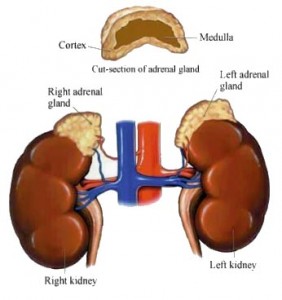 kidney with adreanal glands
