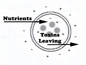 Cell - toxins leaving