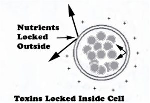 Cell - toxins locked in