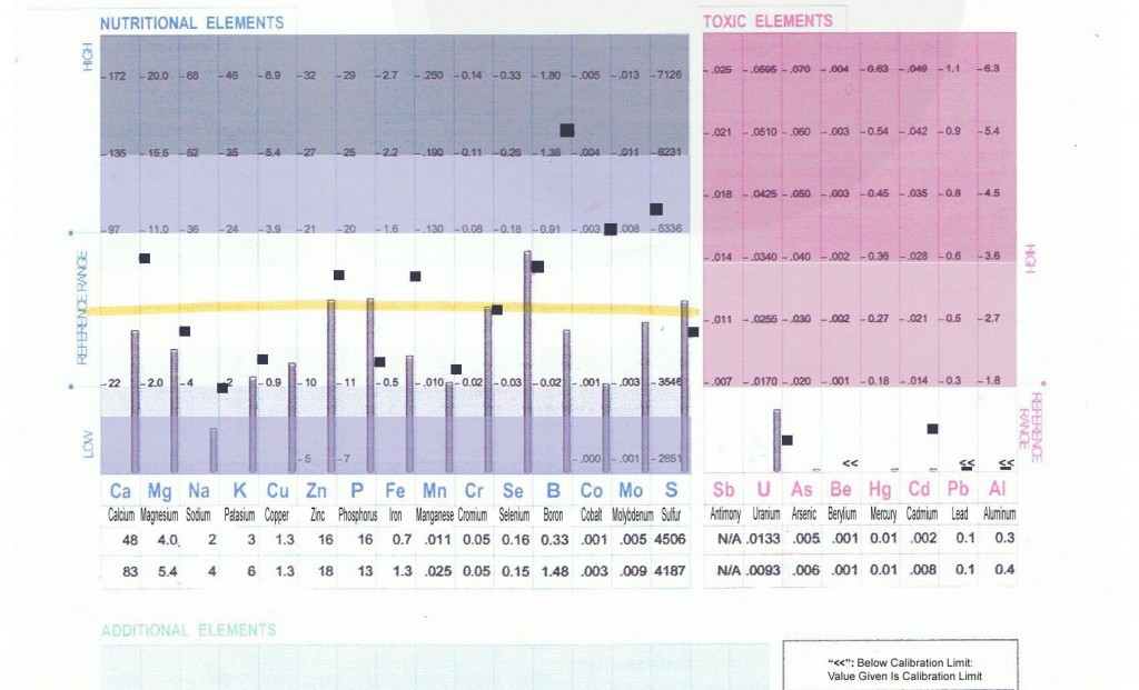 Hair Analysis Report