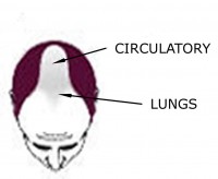Male Pattern Baldness: Lung Issues
