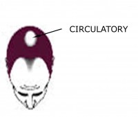 Hair Loss: Circulatory Issues