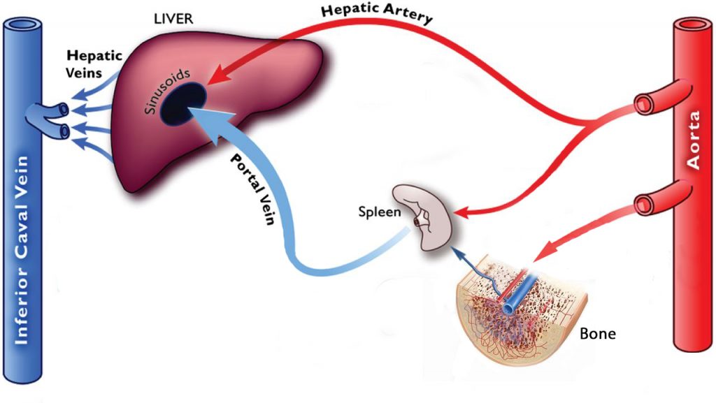 Hepatic-Portal-Circulation - WITH MARROW