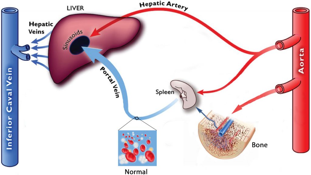 Hepatic-Portal-Circulation - WITH MARROW and cells