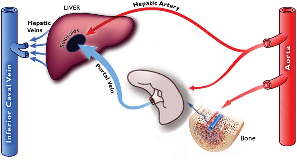 Hepatic-Portal-Circulation - Spleenomegaly