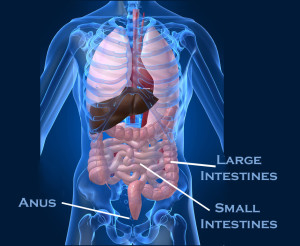 Intestnes in the body, labeled