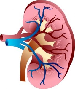 Healthy Kidney