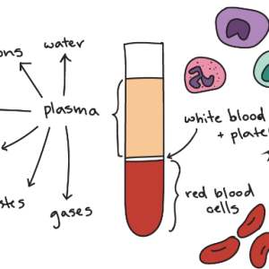 Blood Constituents: Plasma, White Blood Cells and Red Blood Cells