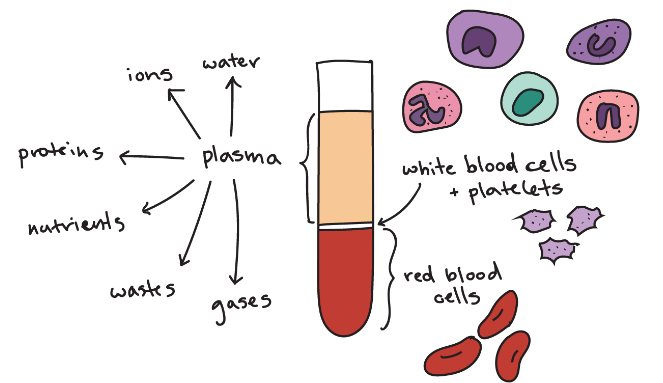 Blood Constituents: Plasma, White Blood Cells and Red Blood Cells