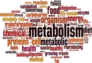 Metabolism word cloud