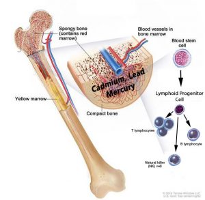 Natural Stem Cell Therapy: Anatomy of the bone showing spongy bone, red marrow stem cells and lymphocytes