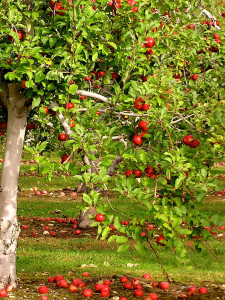 Apples fall from trees releasing enzymes.