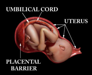 Fetux - A toxin can pass through the placental barrier