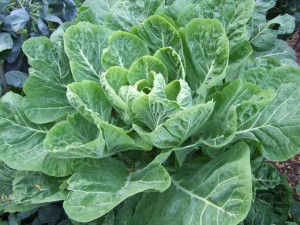 dark green leafy vegetables: collard greens