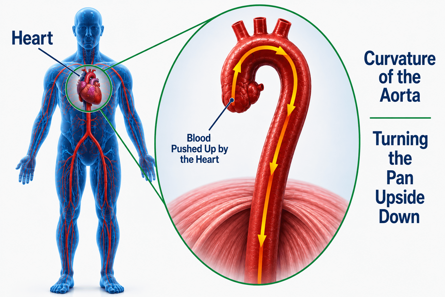 Curvature of the aorta for pan analogy.