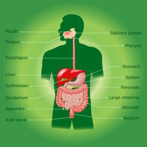 Human digestive system