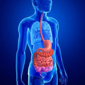 Digestive Tract