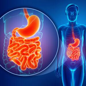 Digestive Tract