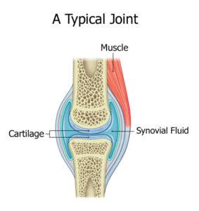 joint - typical with cartilage and synovial fluid