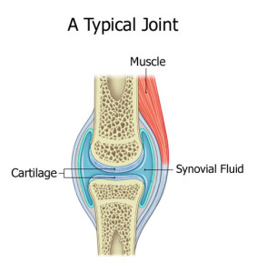 joint - typical with cartilage and synovial fluid