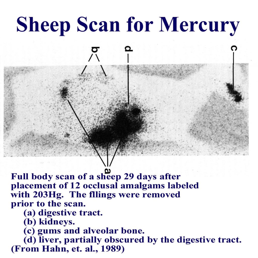 Sheep Scan for Mercury