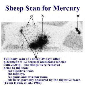 Amalgams and Mercury: Sheep Scan for Mercury
