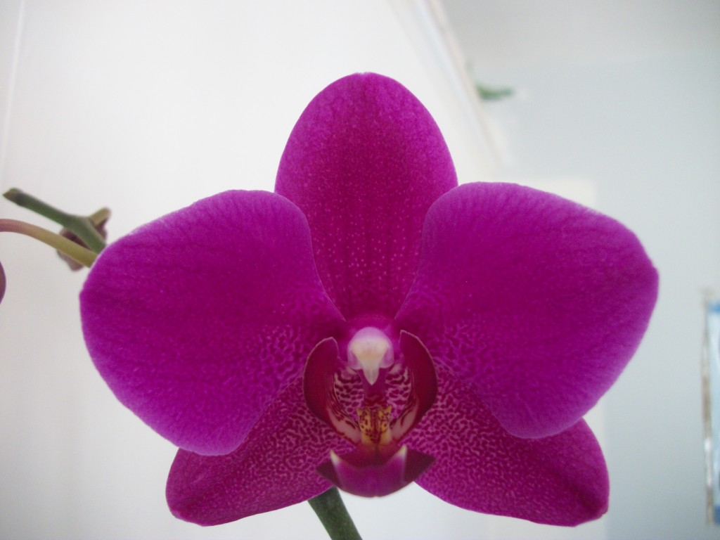Orchid