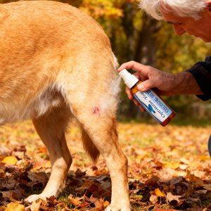pets - man spraying dog's hot spot