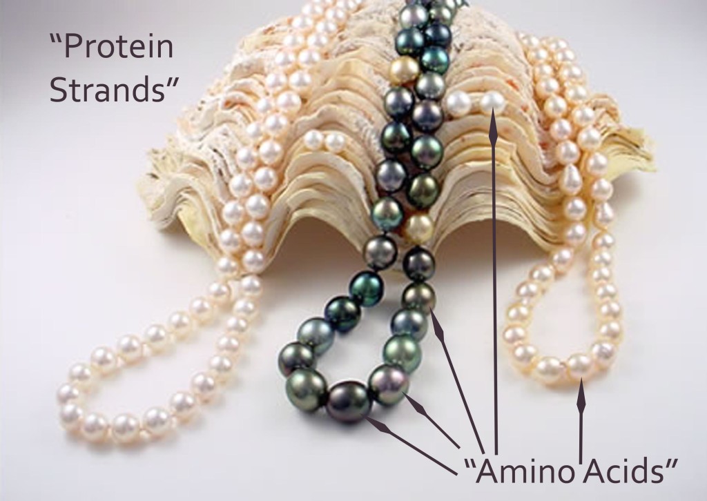 Paralleling Individual Pearls in the Strand to Amino Acids