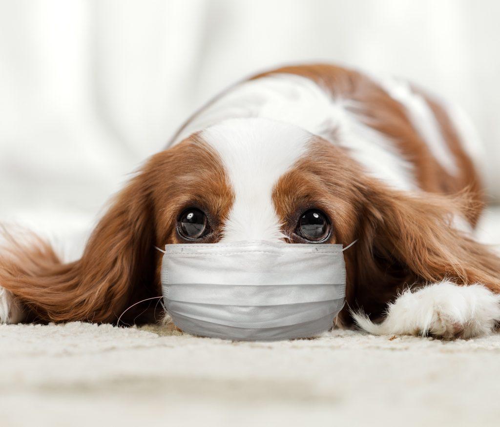 Sick puppy in medical mask