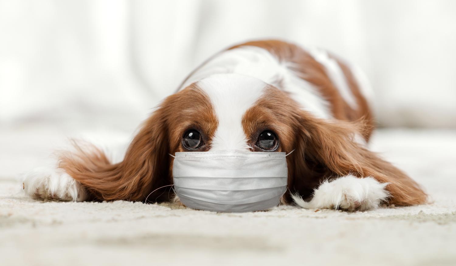 Sick puppy in medical mask