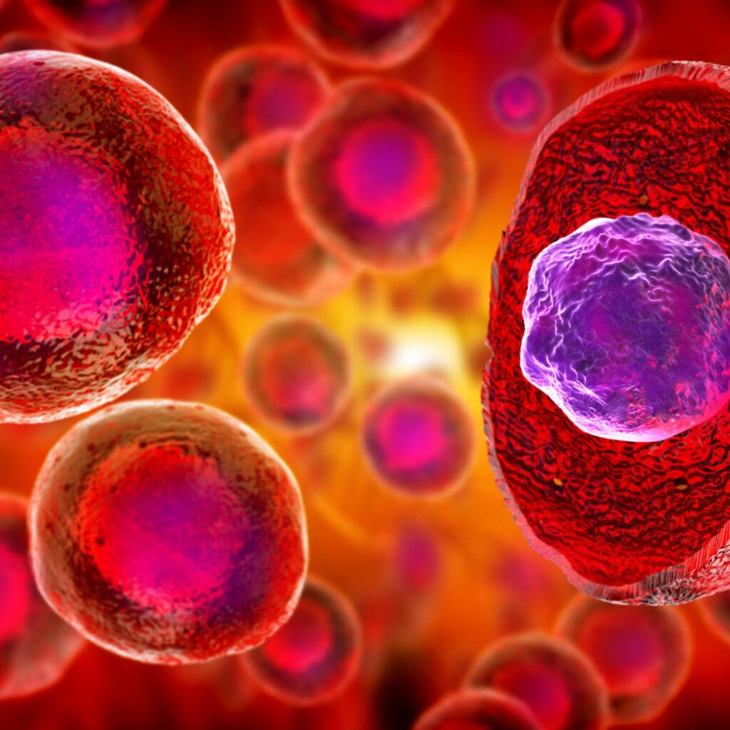 stem cells - embryonic