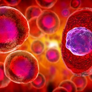 stem cells - embryonic