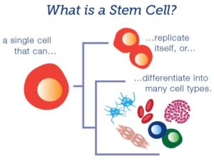 What are stem cells