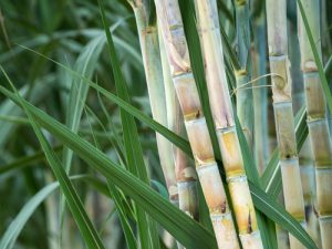 Sugar Cane Plant